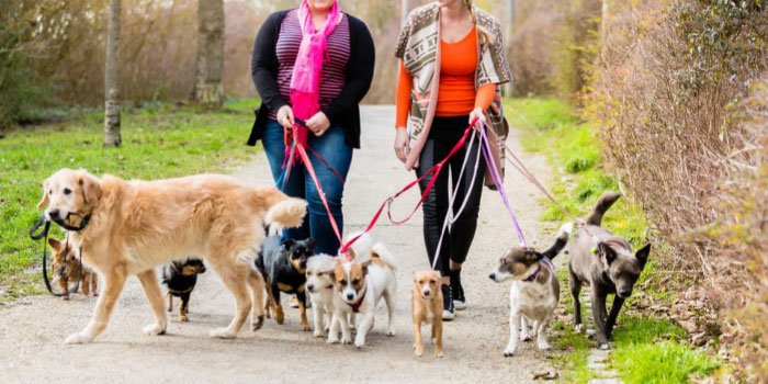 12-essential-tips-to-become-a-dog-walker-or-pet-sitter-to-make-money